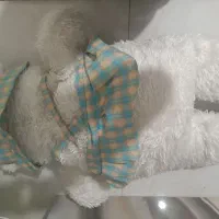 عروسک
