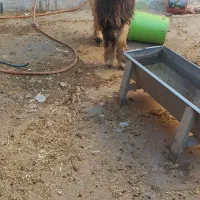 قوچ و میش بره|حیوانات مزرعه|خمینی‌شهر, |دیوار