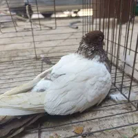 کبوتر سه عدد سینه ای