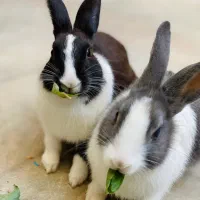 خرگوش|موش و خرگوش|قره ضیاالدین, |دیوار