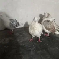 ۱۰ تا کفتر|پرنده|بروجرد, |دیوار