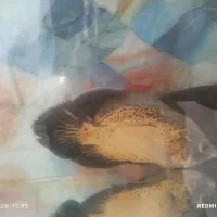 آکواریوم|ماهی|ملایر, |دیوار