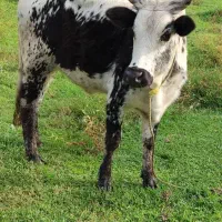 لیشه‌چاوسی‌گاو