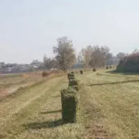 یونجه کشت اول