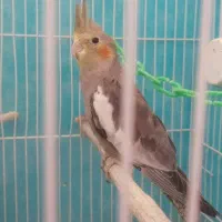 عروس هلندی سیامون (نر)