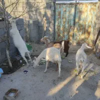 بز سانن و آلپاین در فریمان