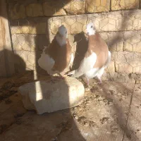 کفتر رنگی|پرنده|شال, |دیوار