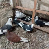 کفترپرشی وتضمین شده|پرنده|بهارستان, |دیوار