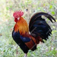 خروس جوان|حیوانات مزرعه|بهارستان, |دیوار