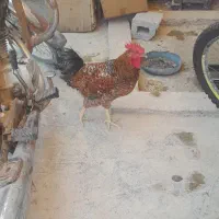 مرغ وخروس