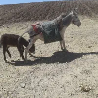شیر خر فروشی درجه یک