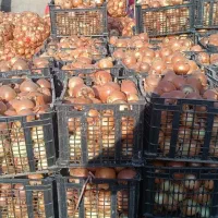 پیاز سبدی مرتب