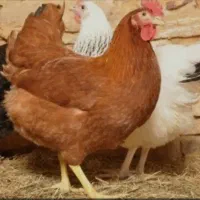 مرغ و خروس گلپایگان ۶ماهه