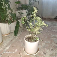 گیاه فیکوس دلتا