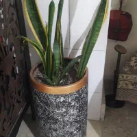 گل سانسوریا