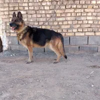 سگ ژرمن شپهرد ماده ۳ ساله