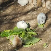 توله خرگوش لپ بسیار زیبا