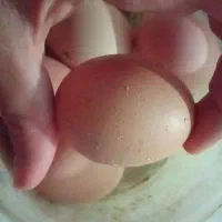 تخم‌مرغ محلی