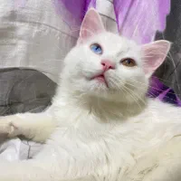 گربه|گربه|اهواز, گلستان|دیوار