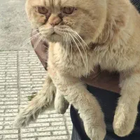 گربه اسکاتیش نر.|گربه|علی‌آباد کتول, |دیوار