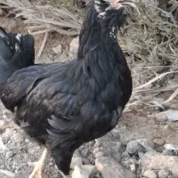 مرغ وخروس گلین فول کیفیت