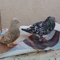 پرنده