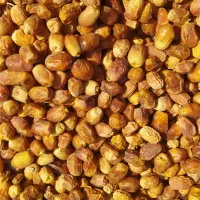 قصب پاک شده