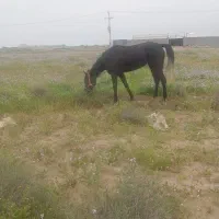 اسب نریون کورسی و مادیون عرب