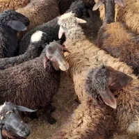 فروش ۲۵عدد توخلی نر