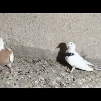 جفت طوقی کاکل معاوظه|پرنده|سراوان, |دیوار