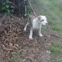 توله پیتپول ۳/۵ماه فروش