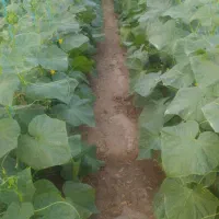 گلخانه-اجاری