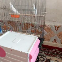 عروس هلندی|پرنده|مرودشت, شهرک مهدیه|دیوار