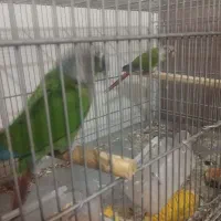 ۳جفت گرینچیک مولد|پرنده|تهران, قزل قلعه|دیوار