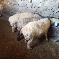 میش ترکی|حیوانات مزرعه|چنارود, |دیوار