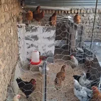 مرغ آماده تخم