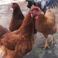مرغ خروس
