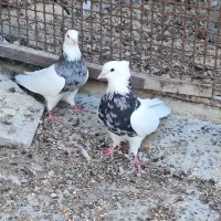 کبوتر طوقی کله ای سینه ای
