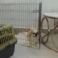 فروش پیکینیز امپریال|سگ|ری, بازار آهن|دیوار