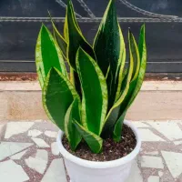 سانسوریا بلک گلد چند بوته خوشگل قیمت فقط ۷۵|گل و گیاه طبیعی|رشت, عینک|دیوار