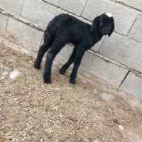 بره و گوسفند آبستن جنس دار