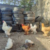 مرغ و خروس برهما وارداتی غول پیکر|حیوانات مزرعه|رامیان, |دیوار