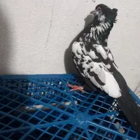 17عدد کبوتر توقی و یگ جفت دوبر به فروش می‌رسد