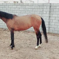 اسب ترکمن|اسب و تجهیزات اسب‌سواری|قرق, |دیوار