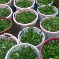 سبزی انواع سبزی و پیاز سرخ شده و بادمجان|خوردنی و آشامیدنی|رشت, نامجو|دیوار