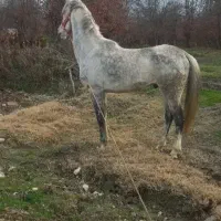 اسب|اسب و تجهیزات اسبسواری|گرگان, |دیوار