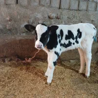 گاو وگوساله