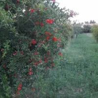 باغبانی هرس درختان علف زنی با دستگاه|خدمات باغبانی و درختکاری|پیشوا, |دیوار