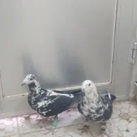 سوسکی بزک|پرنده|تربت‌حیدریه, یحیی آباد|دیوار