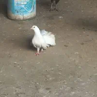 پرند دم چطر نر